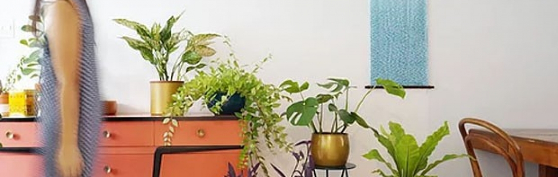 5 dicas de como usar plantas na decoração de móveis